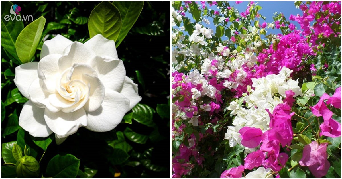 Grow bonsai on the terrace, choose these 6 flower plants that are not afraid of the sun