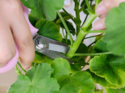 Nhà đẹp - Trồng cây cảnh phải giữ "3 sạch sẽ", nếu không cây cảnh khó mà tươi tốt