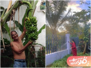 Nhà đẹp - Con là người nổi tiếng, bố mẹ sao Việt ở quê sống giản dị, yên bình bên vườn cây trái