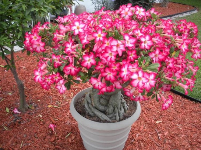 Plant a bonsai on the terrace, choose 6 amp;#34;flower plantamp;#34;  not afraid of this sun - 9