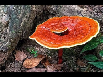 Nấm Linh Chi có tác dụng gì, uống nhiều có tốt không?