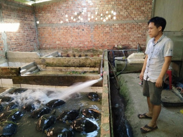 Càng đước là con gì mà anh nông dân Hậu Giang nuôi la liệt, thương lái tranh nhau mua?