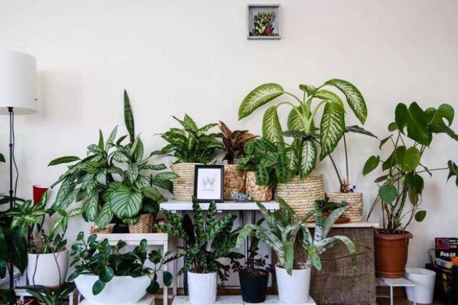 5 types of ornamental plants in the living room, reduce dust, block noise, live healthier - 1
