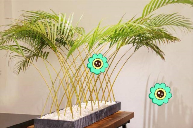 5 types of ornamental plants in the living room, reduce dust, block noise, live healthier - 10
