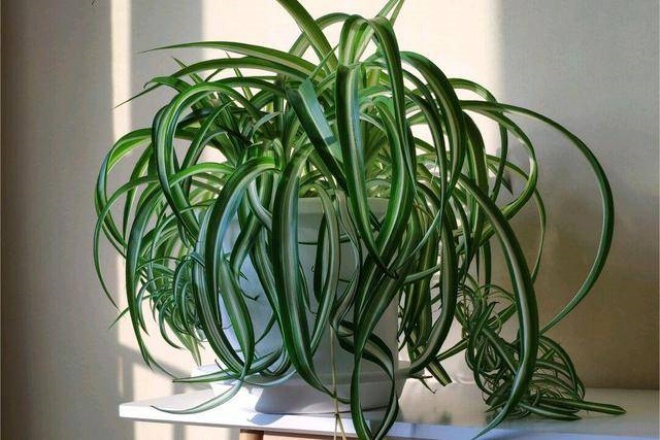 5 types of ornamental plants in the living room, reduce dust, block noise, live healthier - 3