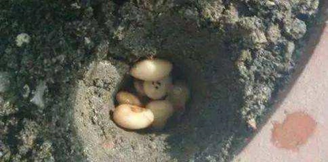 Under a flowerpot buried with a handful of nuts, the roots sprout, wrapped in a nest like a chicken egg - 3