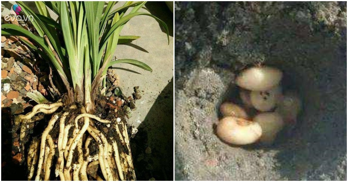 Under a flowerpot buried with a handful of nuts, the roots sprout, encased in a nest like a chicken egg
