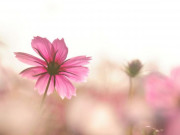 Eva tám - Sống trên đời chỉ cần làm tốt 2 điều này là đã thắng lợi