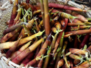 Xem ăn chơi - Đặc sản chỉ có ở núi Yên Tử, ai may mắn lắm mới được thưởng thức, 120.000 đồng/kg