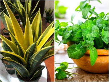 5 loại cây cảnh phòng khách, giảm bụi, chắn tiếng ồn, tăng độ ẩm, càng sống càng khỏe mạnh