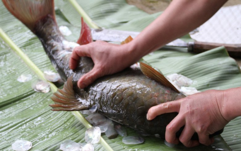 Ao nuôi cá bỗng phải là ao nước sạch, liên tục có nước ra vào và có nền nhiệt độ trên dưới 20 độ c.