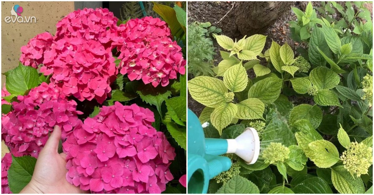 3 kinds of flowers called vinegar pot, watering half a cup of non-yellow leaves, flowers bloom