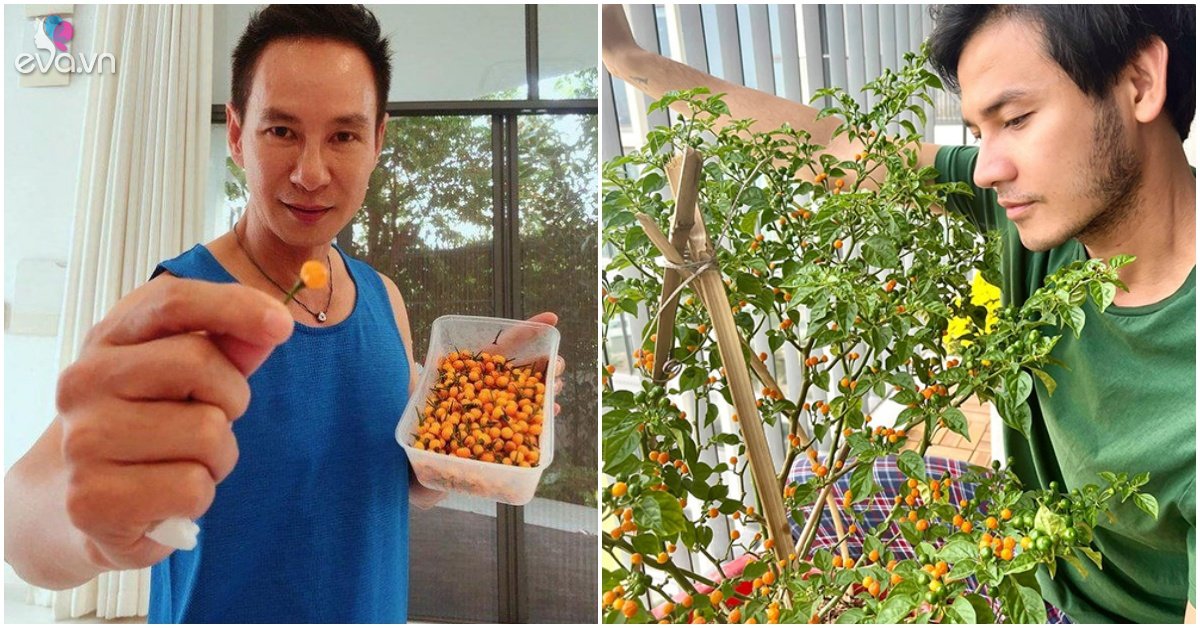 Ly Hai has a garden, Quoc Thuan gets 10 fruits a day