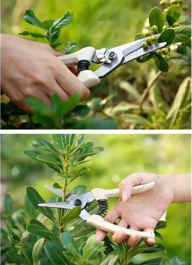 Powerful pruning to make your bonsai healthy, green sprout, bloom brilliantly - 3