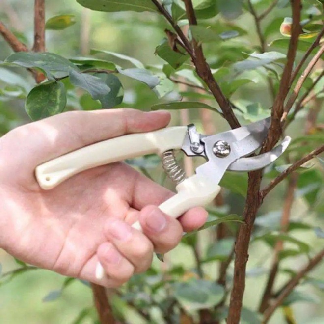 Powerful pruning to make your bonsai healthy, green sprout, bloom brilliantly - 4