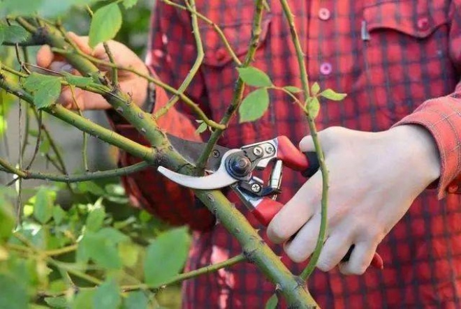 Powerful pruning to make your bonsai healthy, green sprout, bloom brilliantly - 5