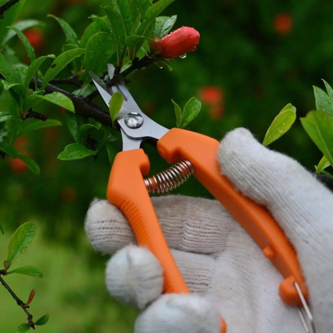 Powerful pruning to make your bonsai healthy, green sprout, bloom brilliantly - 6