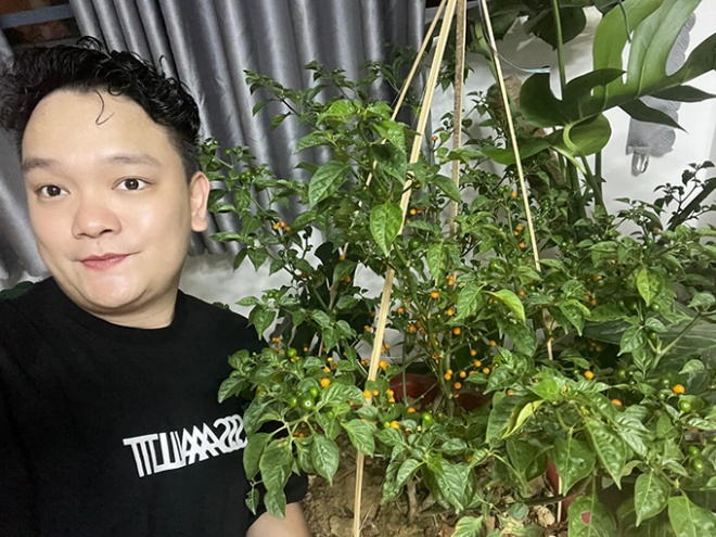 Cool hands grow chilies half a billion 1kg: Ly Hai owns the whole garden, Quoc Thuan gets 10 fruits a day - 3