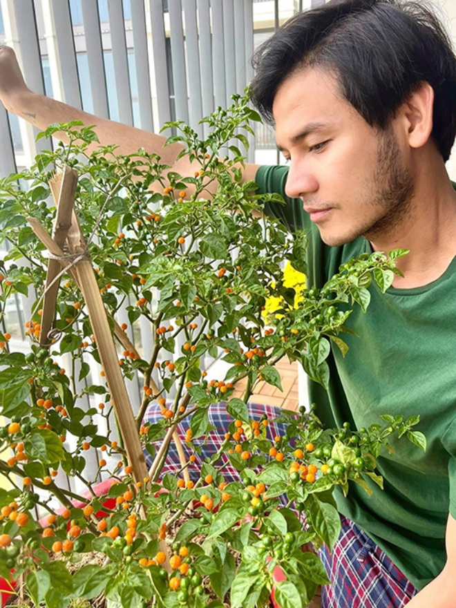 Cool hands grow half a billion 1kg chilies: Ly Hai owns the whole garden, Quoc Thuan gets 10 fruits a day - 4