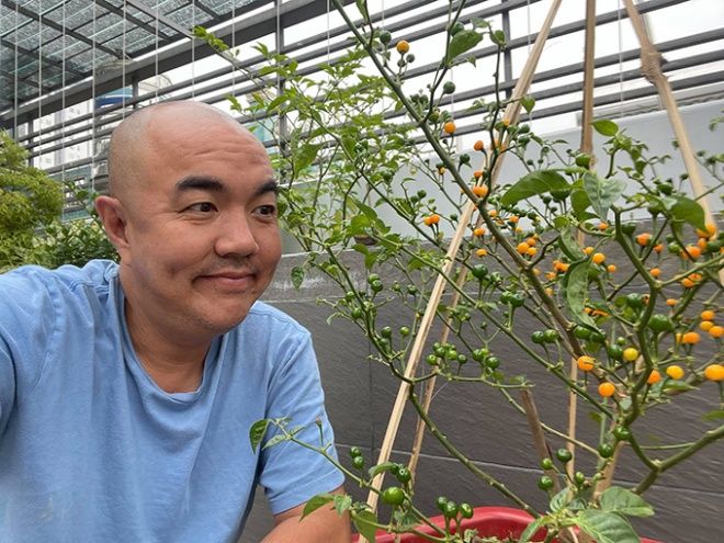 Cool hands grow chilies half a billion 1kg: Ly Hai owns the whole garden, Quoc Thuan gets 10 fruits a day - 6