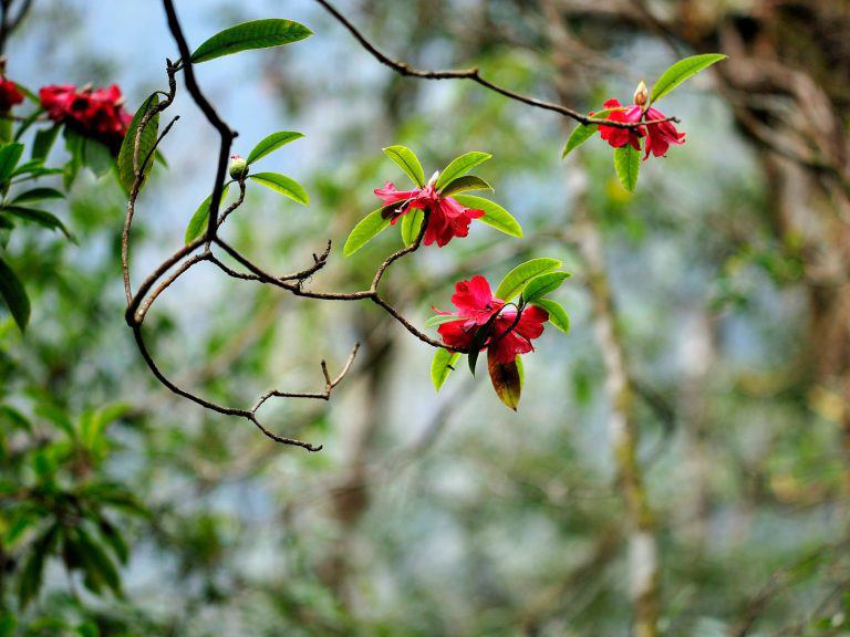 Ta Chi Nhu - Red Do Quyen flower paradise - 7