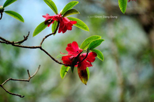 Ta Chi Nhu - Red Do Quyen flower paradise - 8