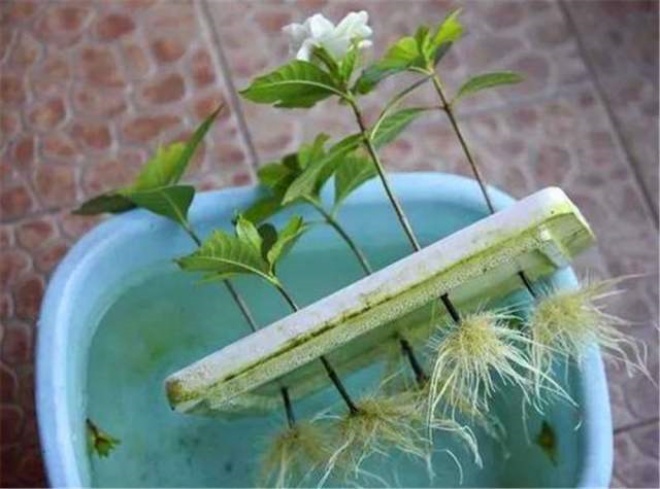 No need to buy these expensive flowering plants, plug a branch into the water, 10 days will have white roots - 1