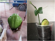 Nhà đẹp - 3 loại rau này hợp “người lười”, trồng một lần ăn chục năm, ra tới 600 quả