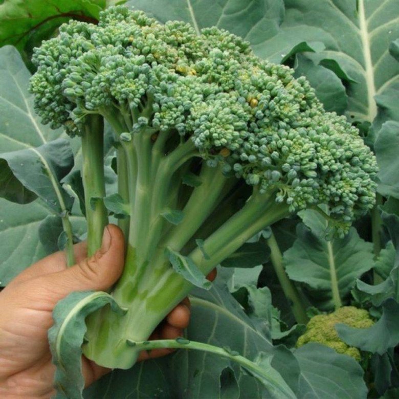 Buy Broccoli, Meet These 4 Types, Avoid Immediately Otherwise Just A Waste Of Money - 4