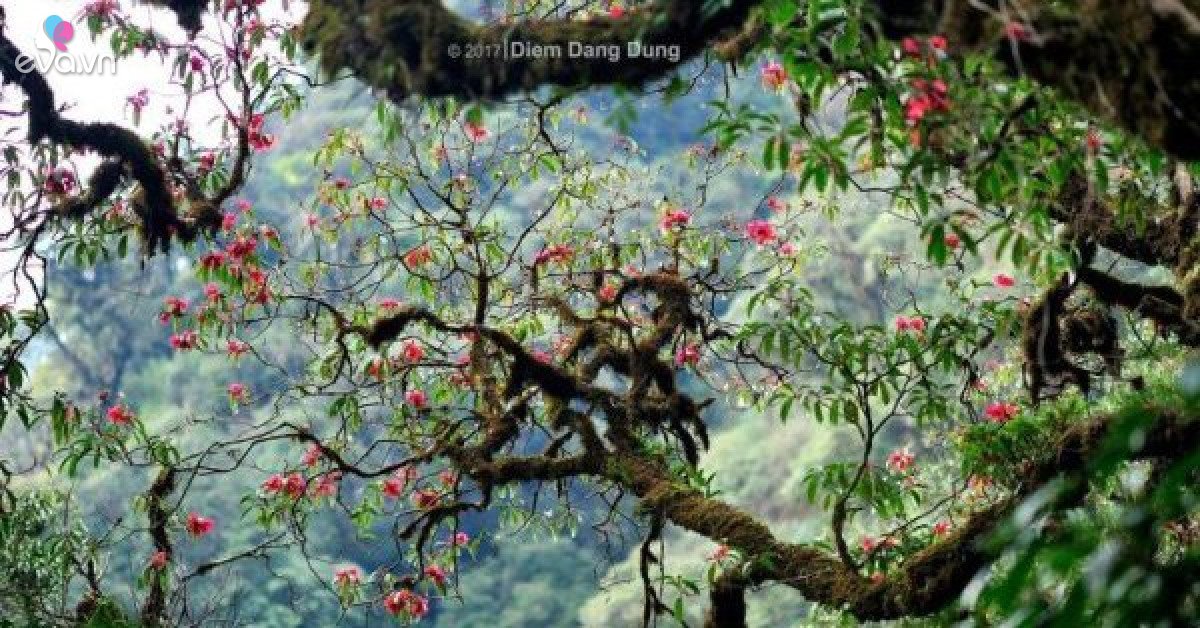 Ta Chi Nhu – Red Do Quyen’s flower paradise