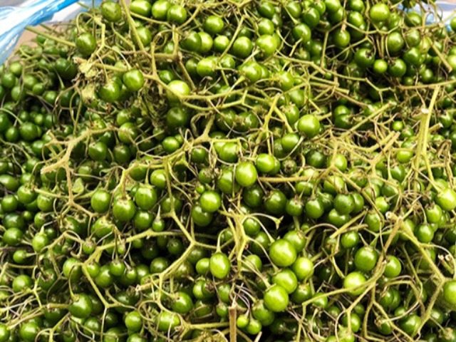 Loại quả xưa có đầy không ai hái, giờ thành đặc sản vô cùng đắt đỏ, 200.000 đồng/kg