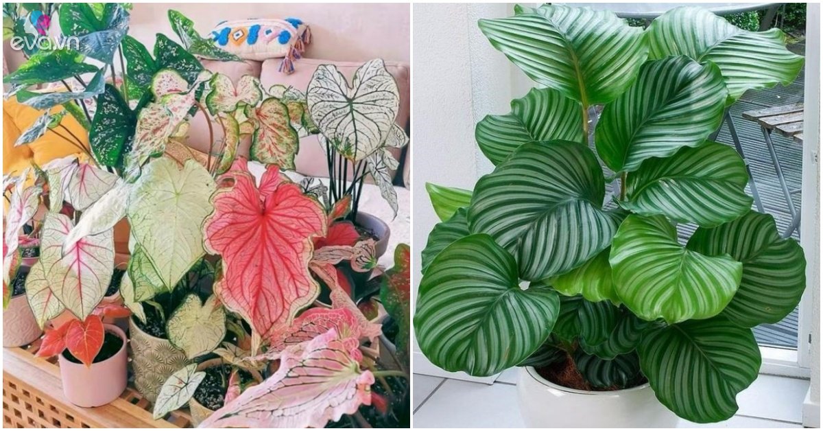 4 Kinds of Noble Plants Once Placed In The Living Room Will Grow Fast Without Sunlight