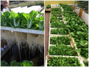 Nhà đẹp - Giàu đến mấy cũng nên giữ thùng xốp phế thải, biết lợi ích ai cũng phải gật gù