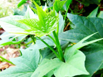 Loại rau nhà nghèo xưa ăn cứu đói, nay thành đặc sản ở thành phố, nhà giàu cũng ưa chuộng