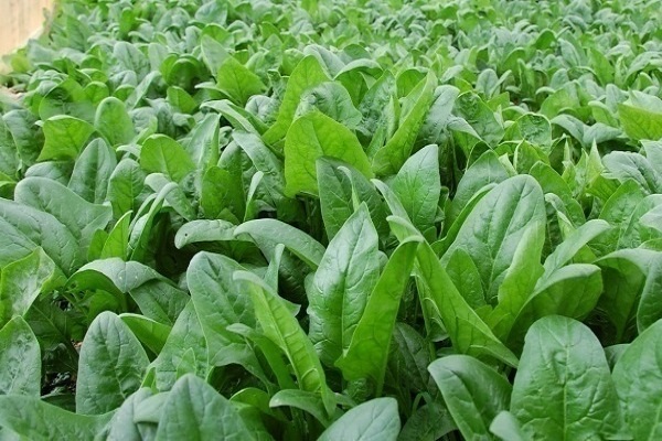What is spinach spinach and what does it do?  - first