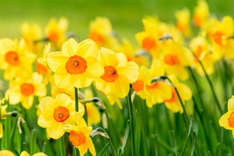 Ý nghĩa các màu hoa Thủy Tiên và cách trồng giúp hoa nở đẹp rực rỡ - 4