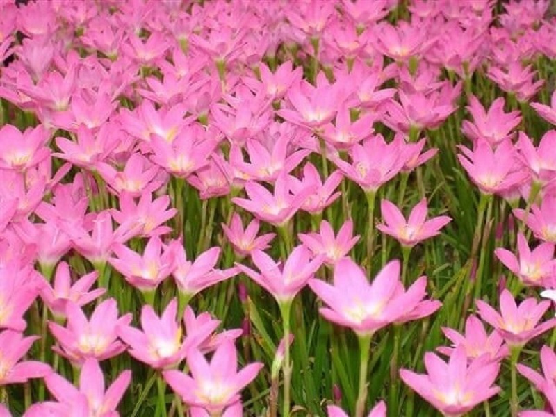 The meaning of the color of the lily and how to plant it so that the flowers bloom beautifully - 7