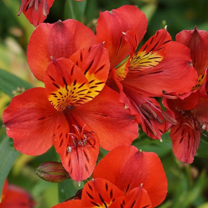 Ý nghĩa các màu hoa Thủy Tiên và cách trồng giúp hoa nở đẹp rực rỡ - 3