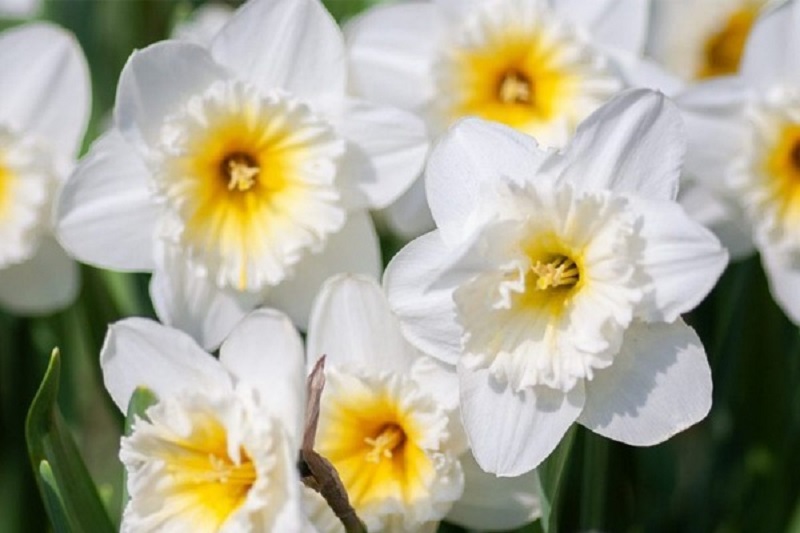 Ý nghĩa các màu hoa Thủy Tiên và cách trồng giúp hoa nở đẹp rực rỡ - 6