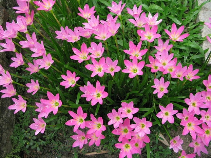 The meaning of the color of lilies and how to plant them so that the flowers bloom beautifully - 5