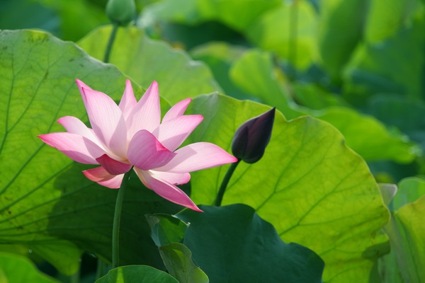 Hoa Sen là loài hoa xuất hiện nhiều trong Phật giáo
