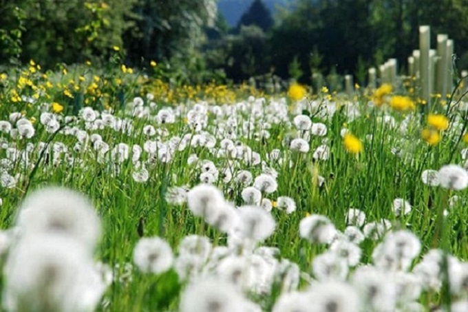 Bồ Công Anh có những tác dụng gì và cách sử dụng - 1