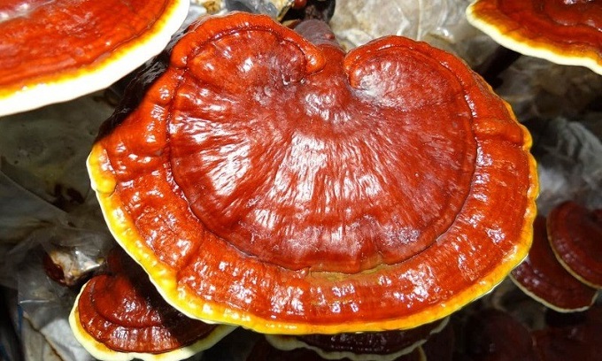 What effect does Ganoderma lucidum have, do you drink a lot?  - 3