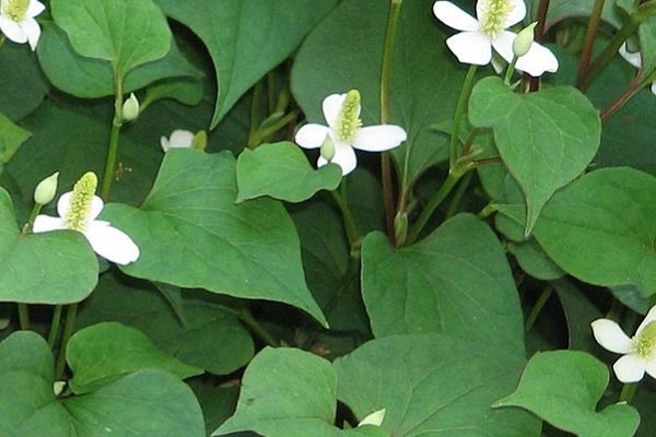 Top 23 popular herbs in Vietnam and their effects on health - 13