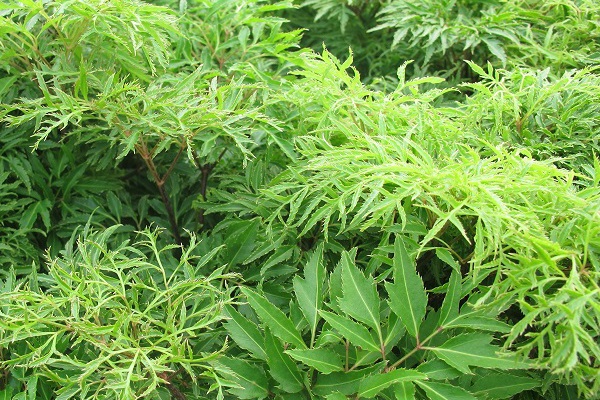 Top 23 popular herbs in Vietnam and their effects on health - 15