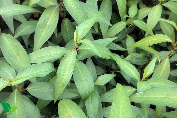 Top 23 popular herbs in Vietnam and their effects on health - 3