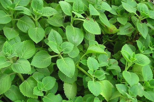 Top 23 popular herbs in Vietnam and their effects on health - 17
