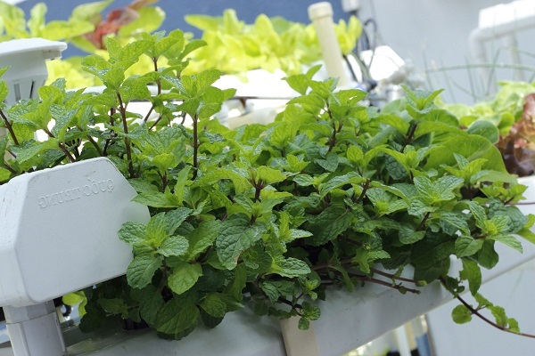 Top 23 loại rau thơm phổ biến ở Việt Nam và tác dụng đối với sức khỏe - 18