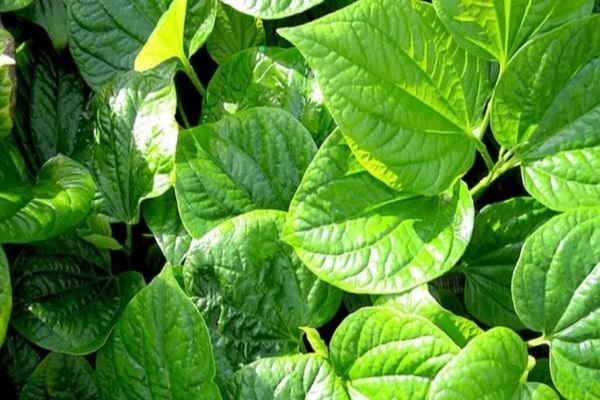 Top 23 loại rau thơm phổ biến ở Việt Nam và tác dụng đối với sức khỏe - 10