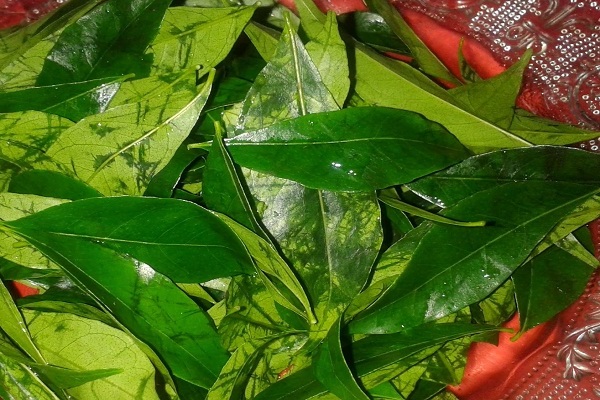 Top 23 popular herbs in Vietnam and their effects on health - 21